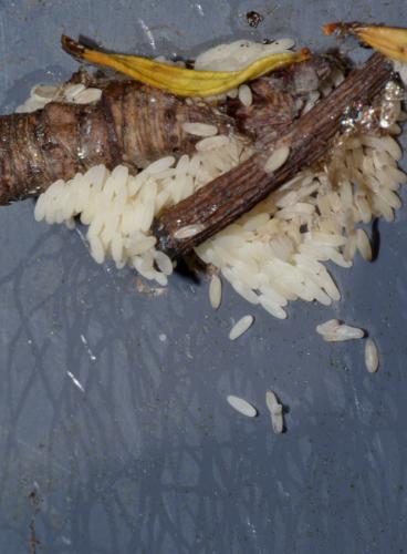 Réf. 324 832 : Helophilus pendulus